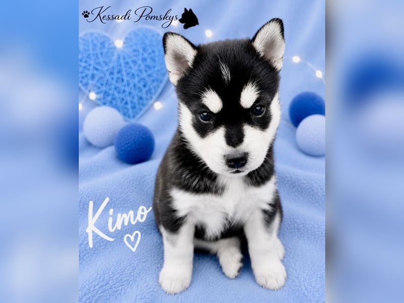 Typvolle Pomskywelpen suchen ihr Traumzuhause