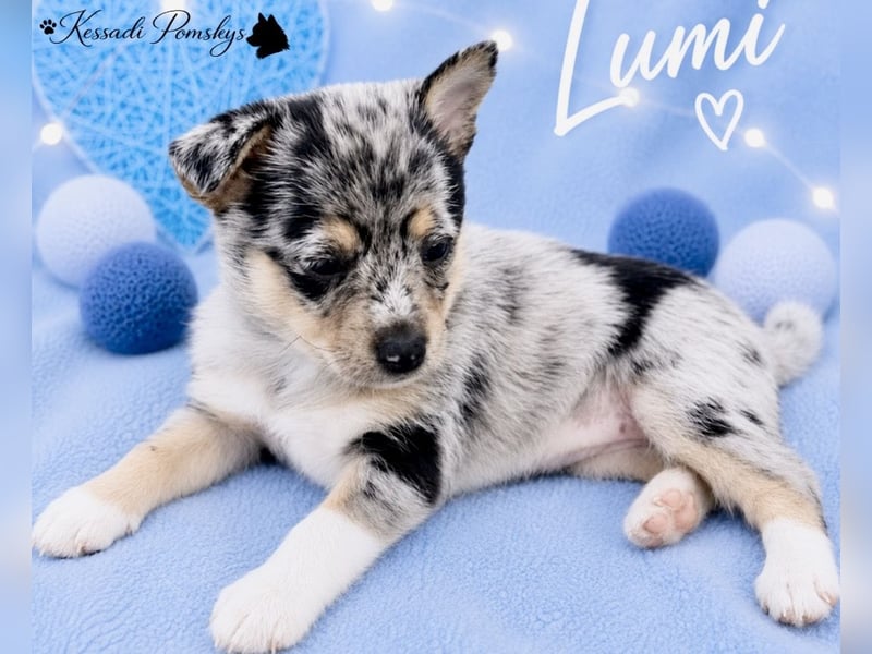Typvolle Pomskywelpen suchen ihr Traumzuhause