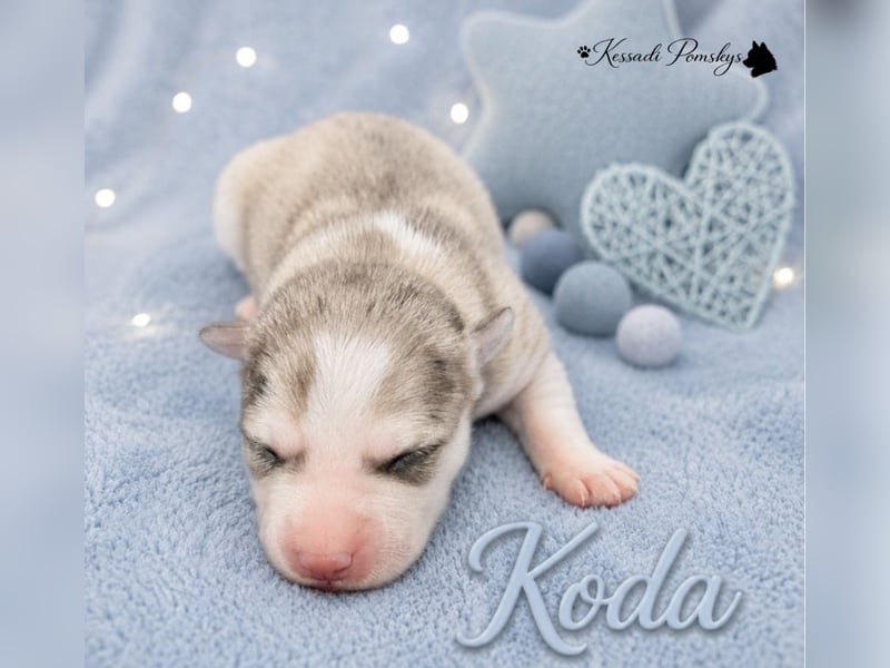 Typvolle Pomskywelpen suchen ihr Traumzuhause