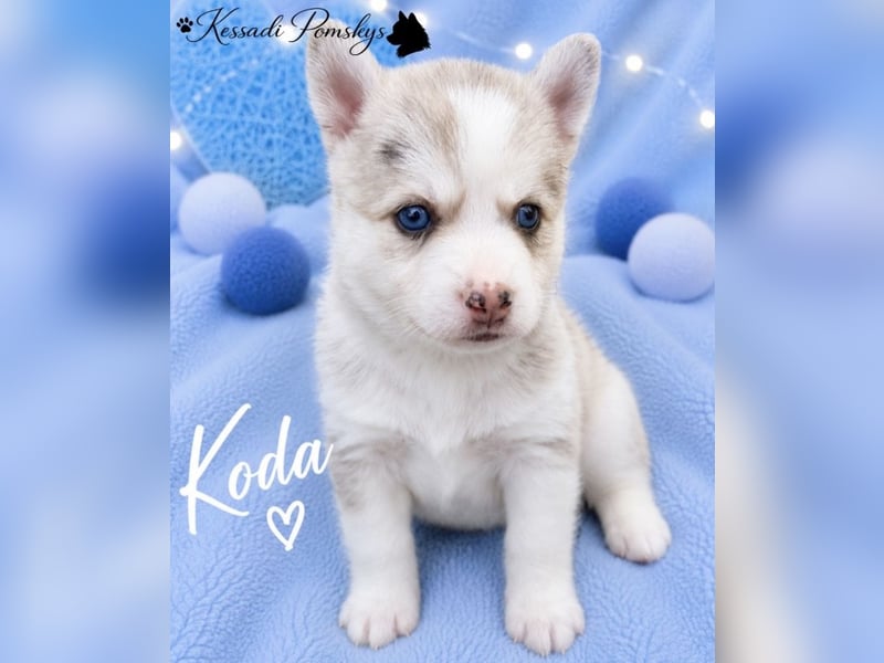 Typvolle Pomskywelpen suchen ihr Traumzuhause