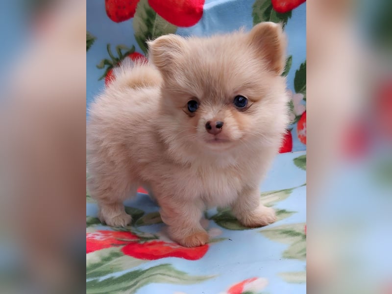 Pomchi Welpen Pomeranian - Chihuahua