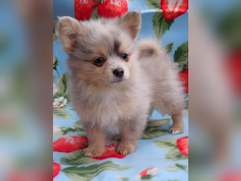 Pomchi Welpen Pomeranian - Chihuahua
