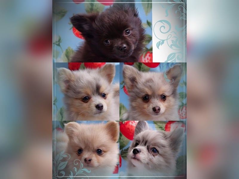 Pomchi Welpen Pomeranian - Chihuahua