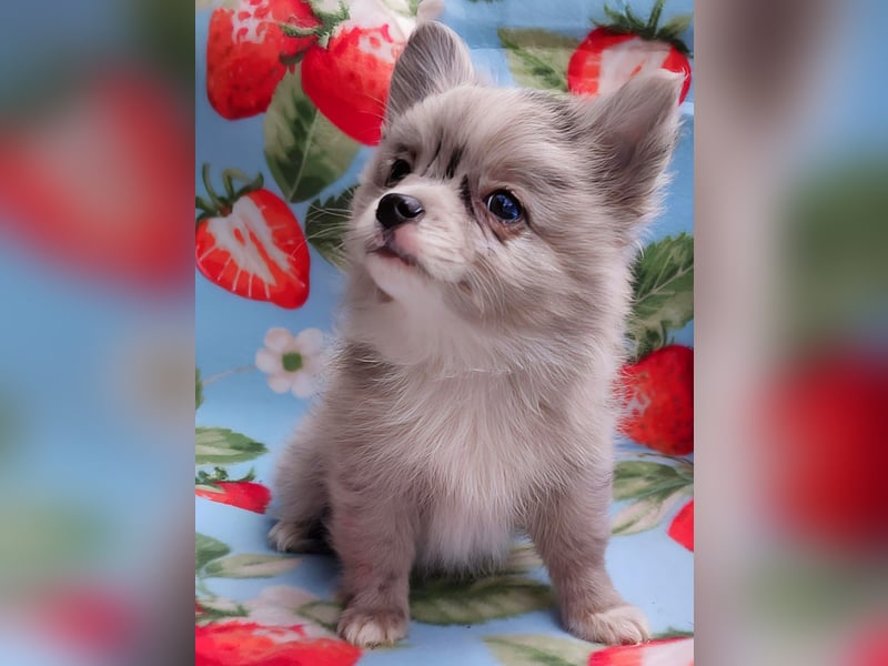 Pomchi Welpen Pomeranian - Chihuahua