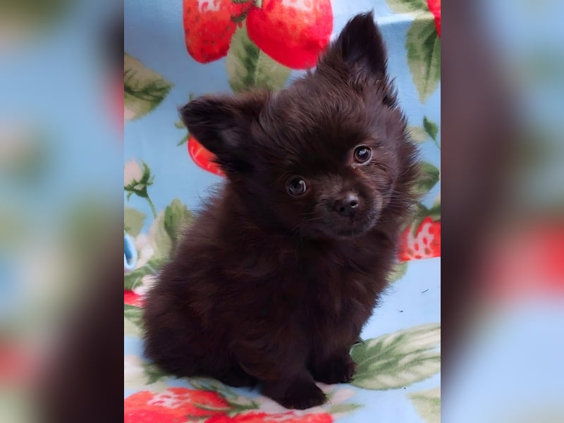 Pomchi Welpen Pomeranian - Chihuahua
