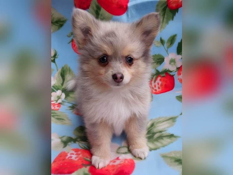 Pomchi Welpen Pomeranian - Chihuahua