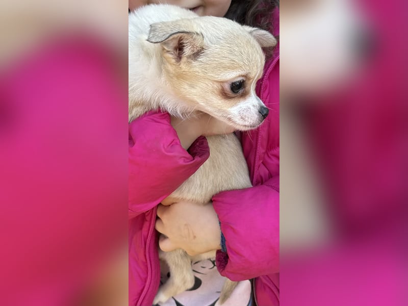 Super süße pomchi Welpen