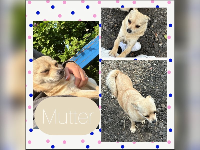 Super süße pomchi Welpen