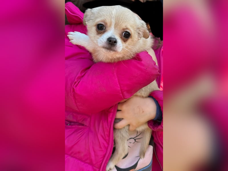 Super süße pomchi Welpen