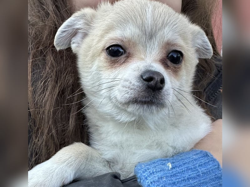 Super süße pomchi Welpen