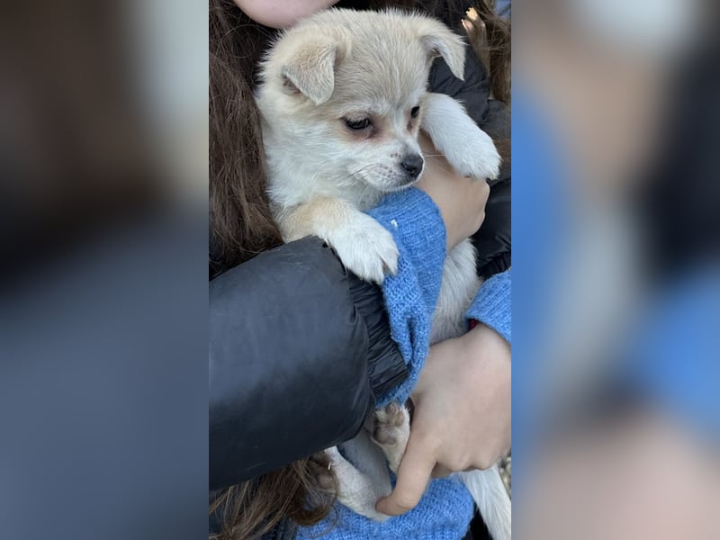 Super süße pomchi Welpen