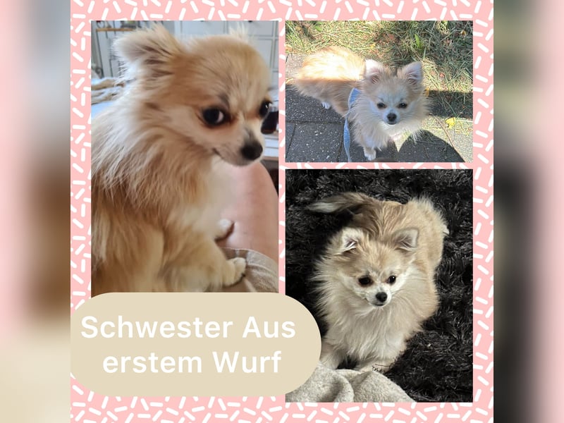 Super süße pomchi Welpen