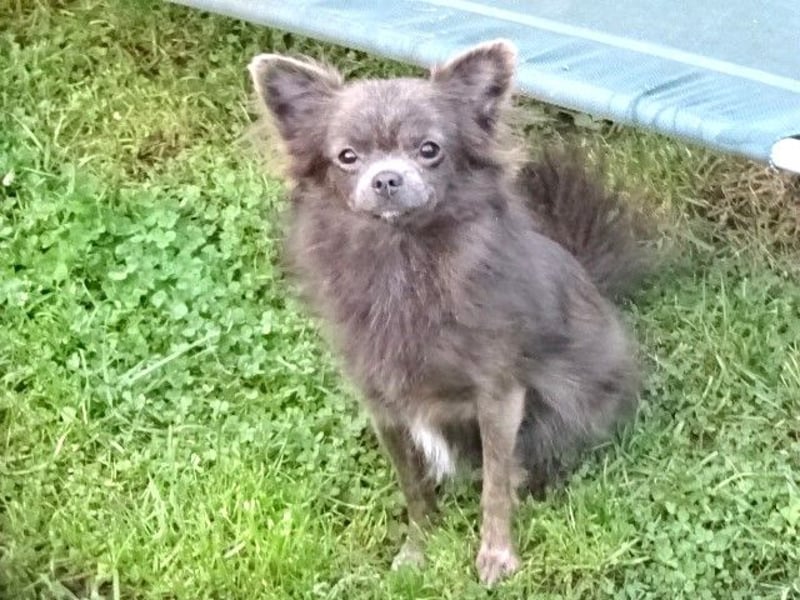 Zuckersüße Pomchi' s suchen Traumzuhause