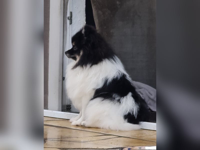 Pomchi Welpen zu verkaufen.