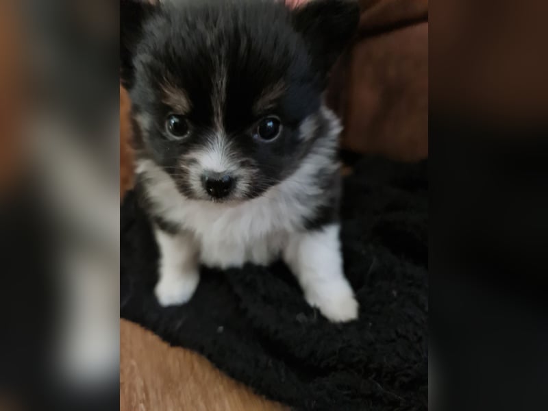 Pomchi Welpen zu verkaufen.