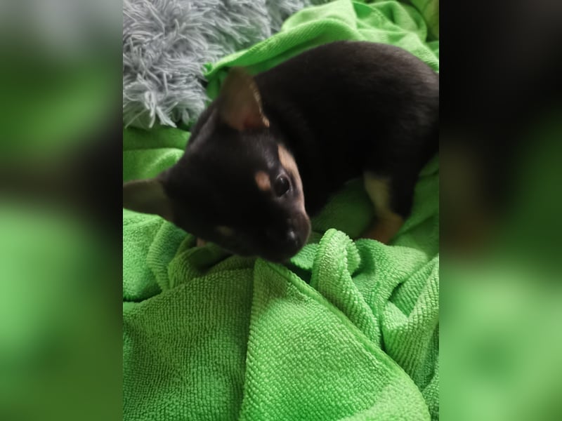 Pomchi Welpen zu verkaufen.