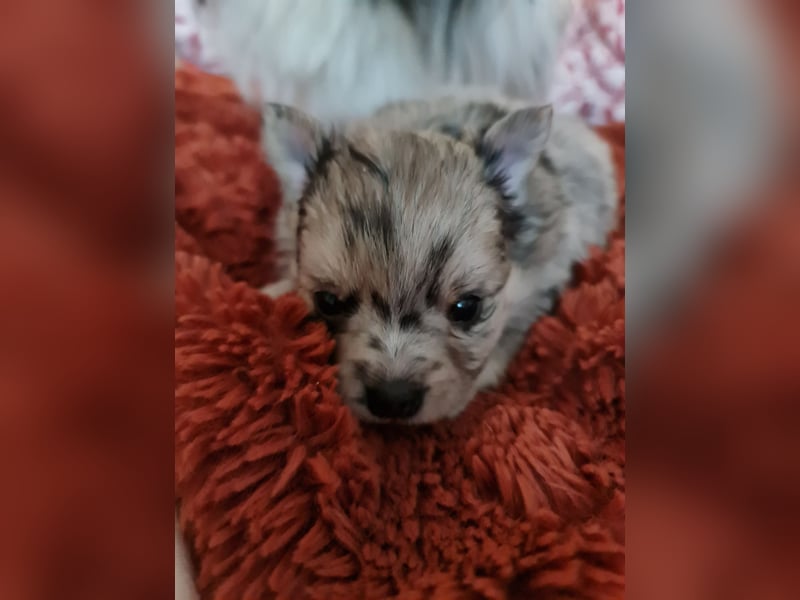 Pomchi Welpen zu verkaufen.