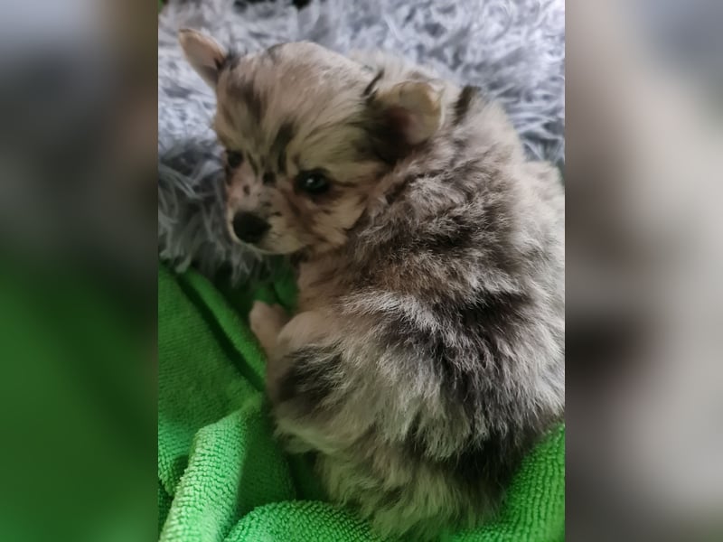 Pomchi Welpen zu verkaufen.