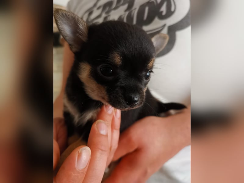 Pomchi Welpen zu verkaufen.