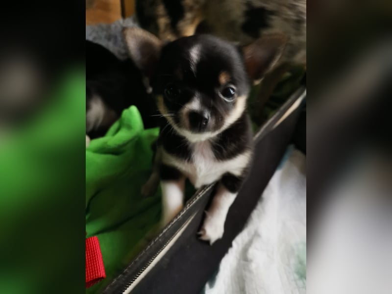 Pomchi Welpen zu verkaufen.
