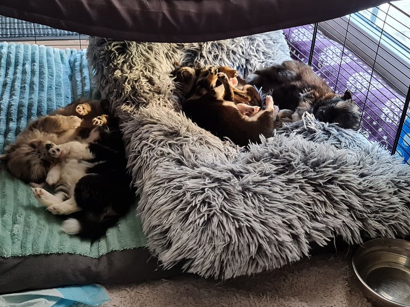 Pomchi Welpen zu verkaufen.