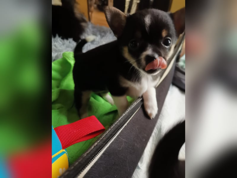 Pomchi Welpen zu verkaufen.