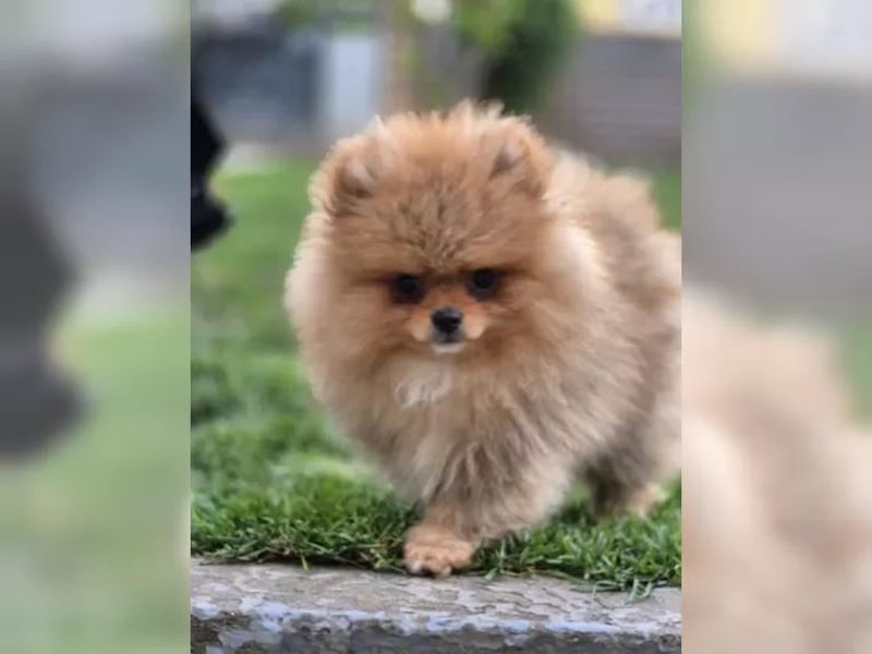 Wunderschöne Typvolle Pomeranian/ Zwergspitz Welpen