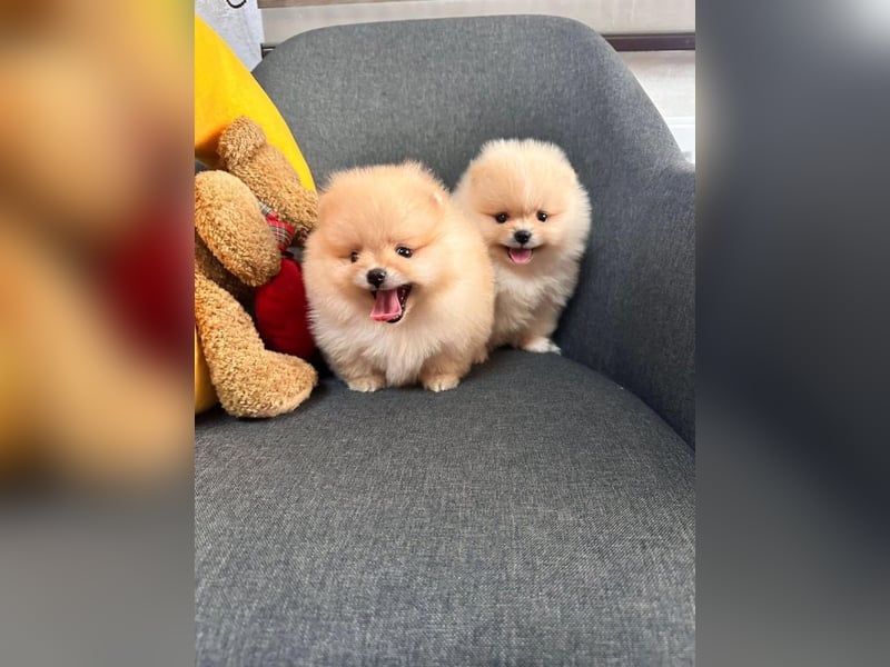 Pomeranian