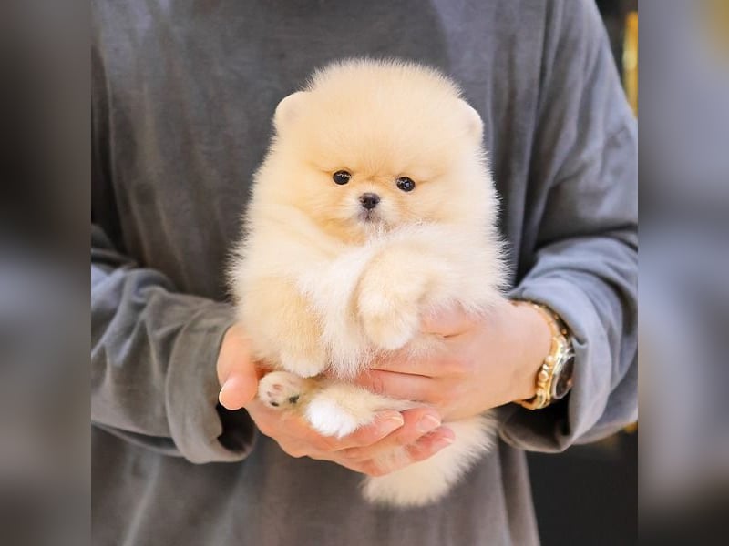 Pomeranian