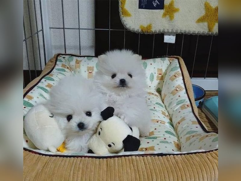 Wunderschöne Pomeranian-Welpen