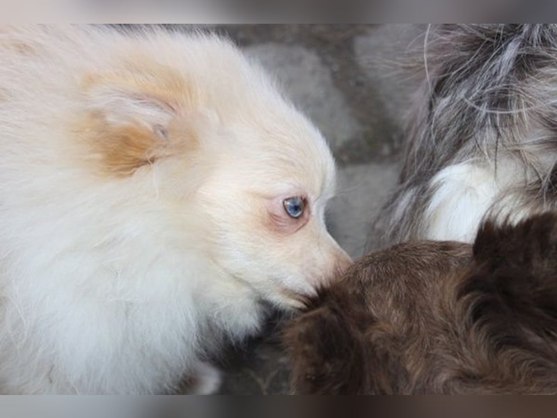 Wunderschöne Pomchi / Zwergspitzwelpen in schoko u. creme !