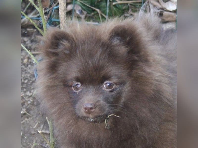 Wunderschöne Pomchi / Zwergspitzwelpen in schoko u. creme !
