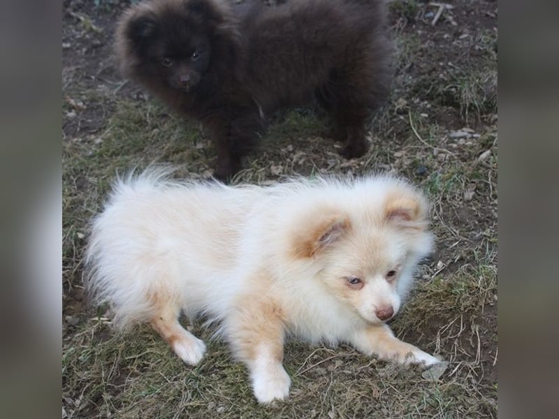 Wunderschöne Pomchi / Zwergspitzwelpen in schoko u. creme !