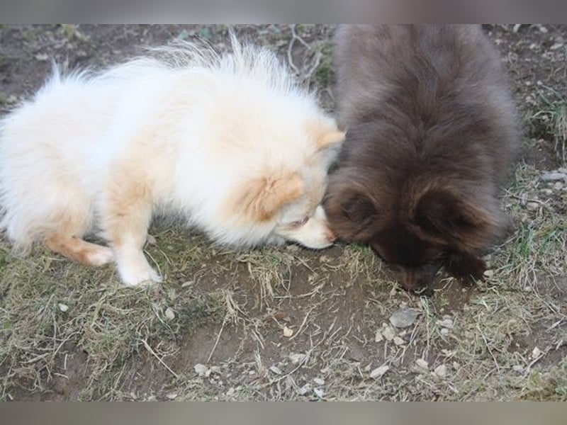 Wunderschöne Pomchi / Zwergspitzwelpen in schoko u. creme !