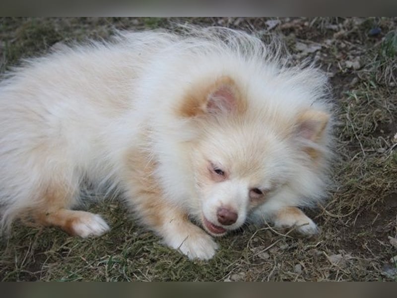Wunderschöne Pomchi / Zwergspitzwelpen in schoko u. creme !