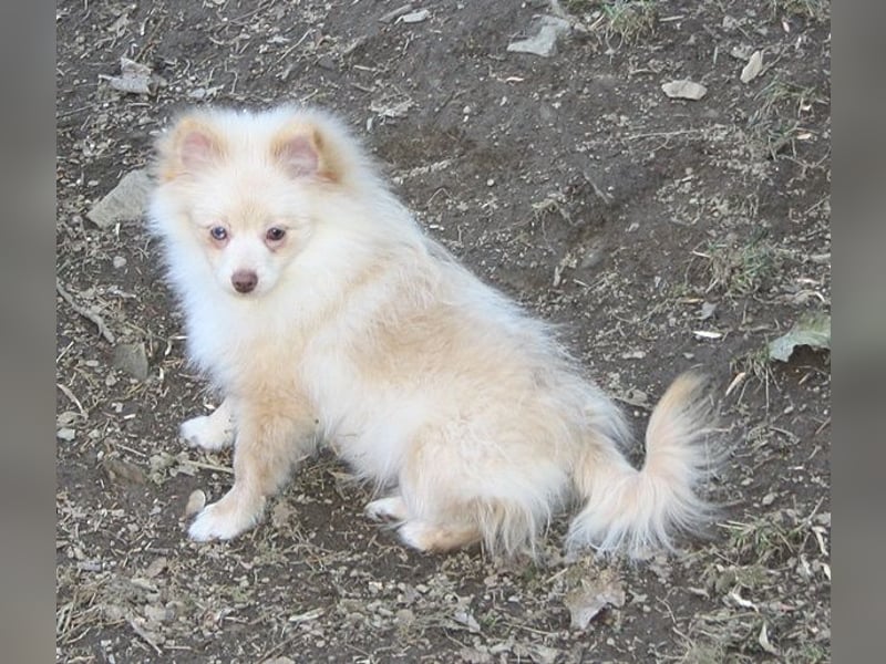Wunderschöne Pomchi / Zwergspitzwelpen in schoko u. creme !