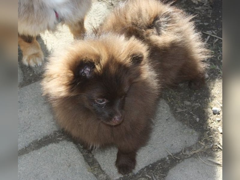 Wunderschöne Pomchi / Zwergspitzwelpen in schoko u. creme !