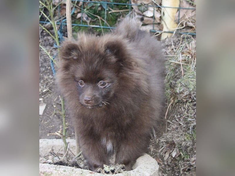 Wunderschöne Pomchi / Zwergspitzwelpen in schoko u. creme !