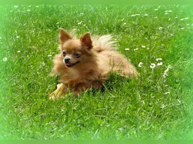 Süße Pomchi Hündin sucht neuen Kuschelplatz