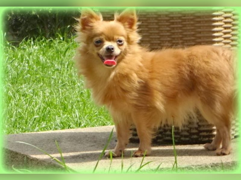 Süße Pomchi Hündin sucht neuen Kuschelplatz