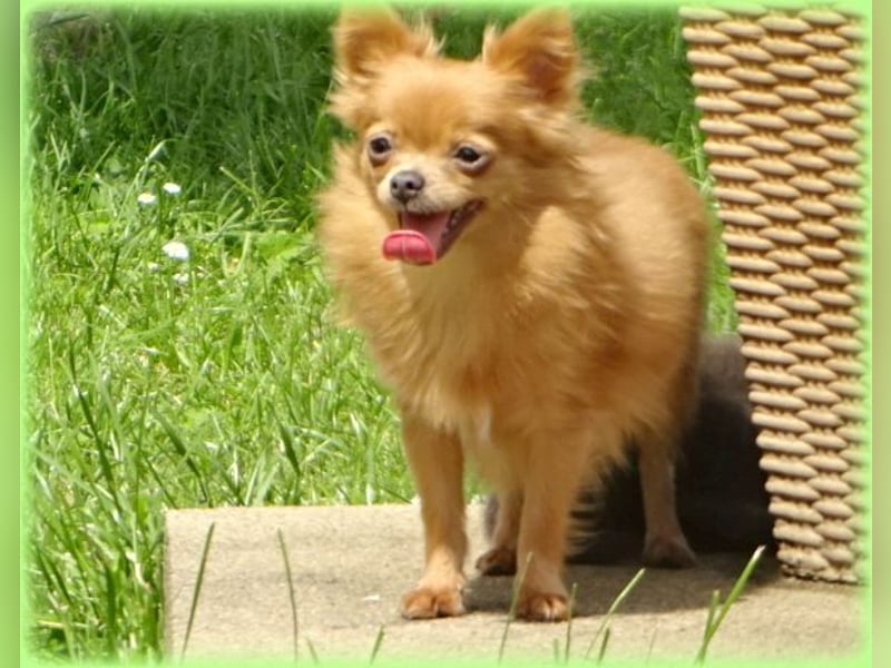 Süße Pomchi Hündin sucht neuen Kuschelplatz