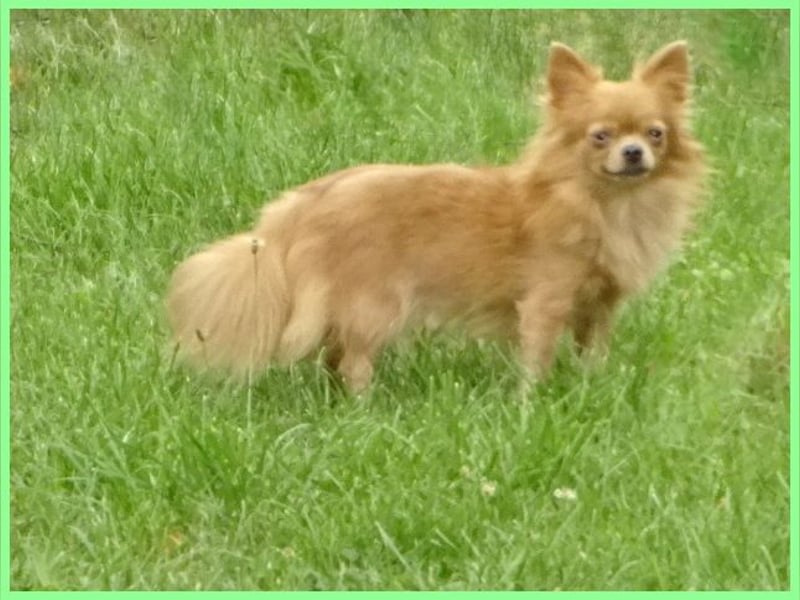 Süße Pomchi Hündin sucht neuen Kuschelplatz