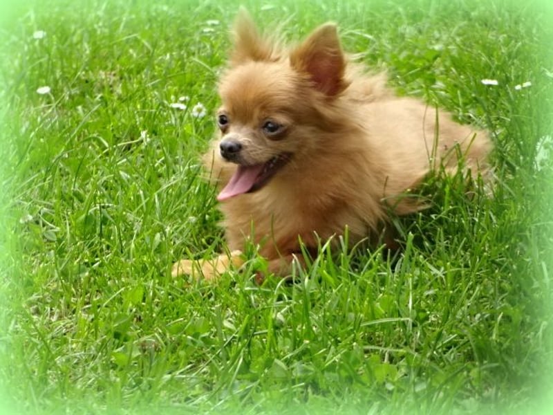 Süße Pomchi Hündin sucht neuen Kuschelplatz