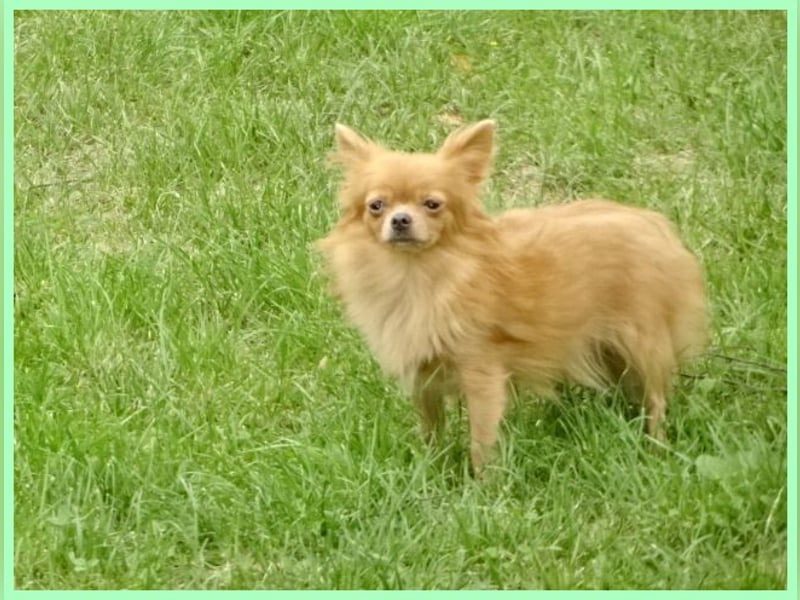 Süße Pomchi Hündin sucht neuen Kuschelplatz