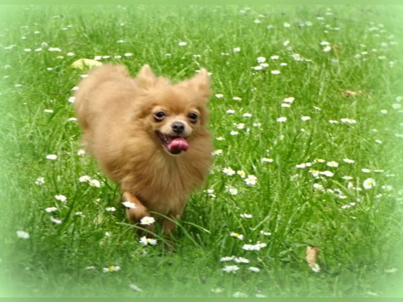 Süße Pomchi Hündin sucht neuen Kuschelplatz