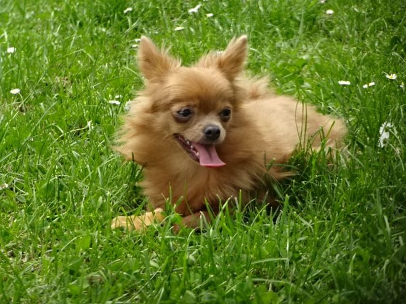 Süße Pomchi Hündin sucht neuen Kuschelplatz