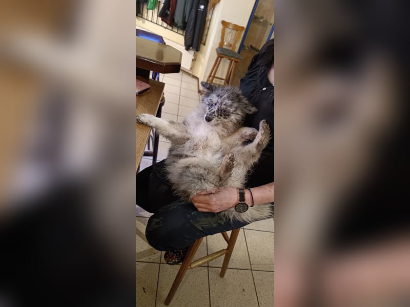 Pomsky Junghündin mit Ahnentafel
