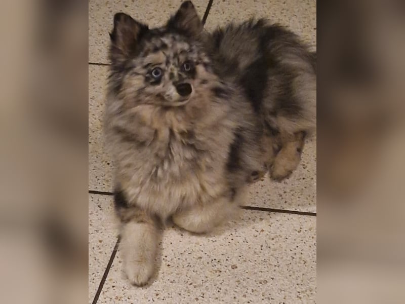 Pomsky Junghündin mit Ahnentafel
