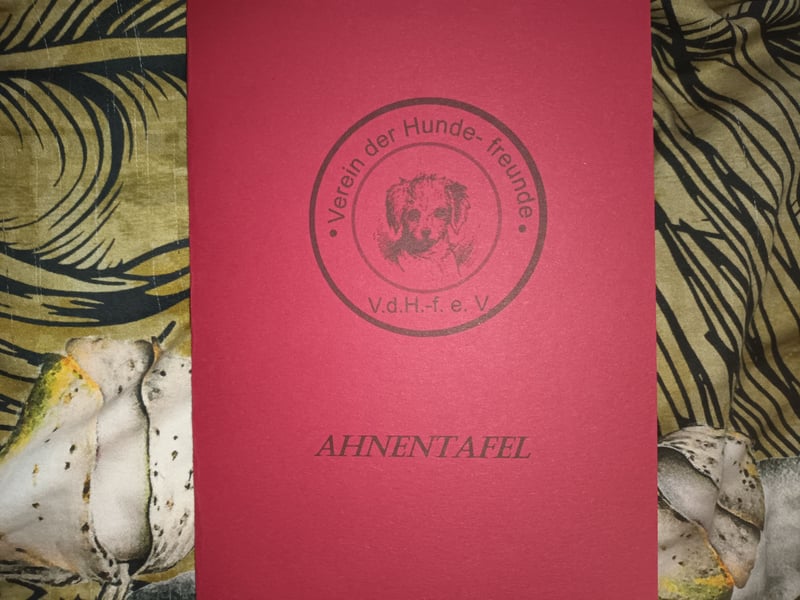 Pomsky Junghündin mit Ahnentafel