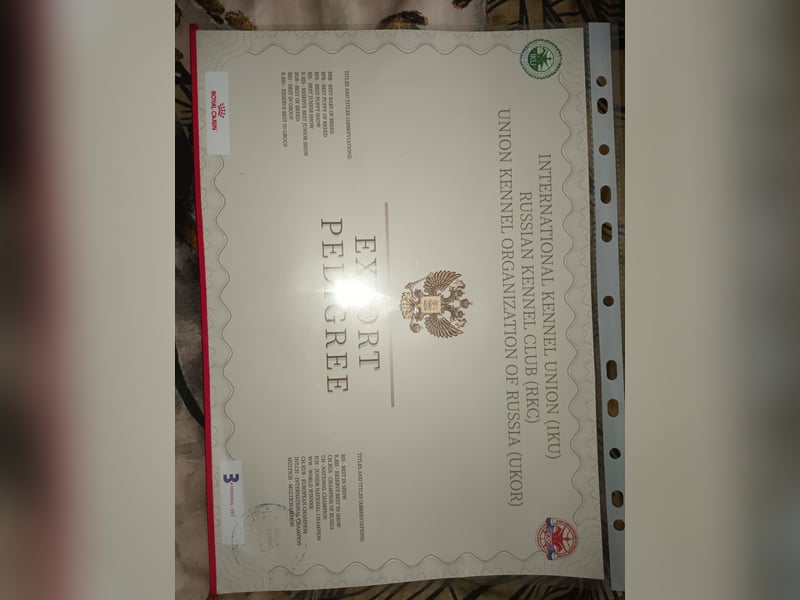 Pomsky Junghündin mit Ahnentafel